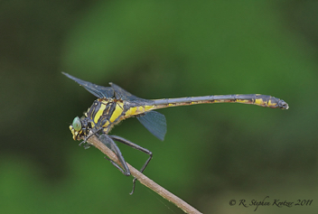 Hagenius brevistylus, male